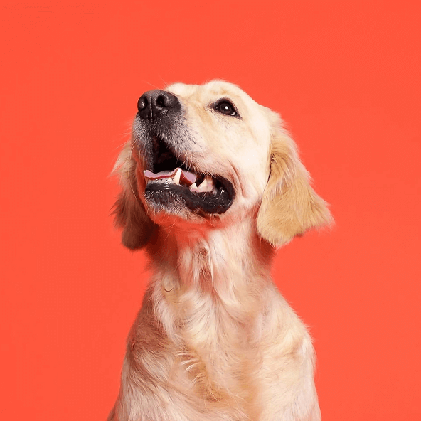 Uśmiechnięty pies rasy golden golden retriever na pomarańczowym tle z otwartym pyszczkiem
